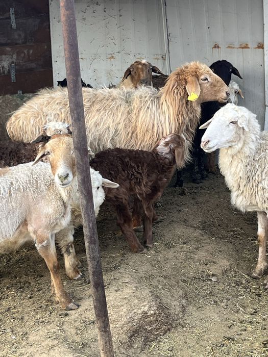 Овцы бараны ягнята