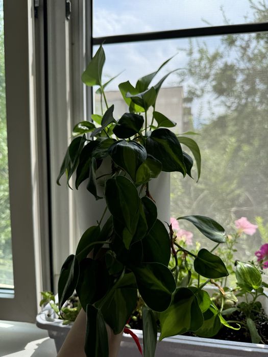 филодендрон бразил