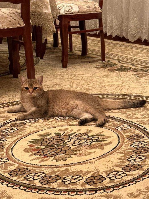 Продается Кошка Порода Скотиш Страйт