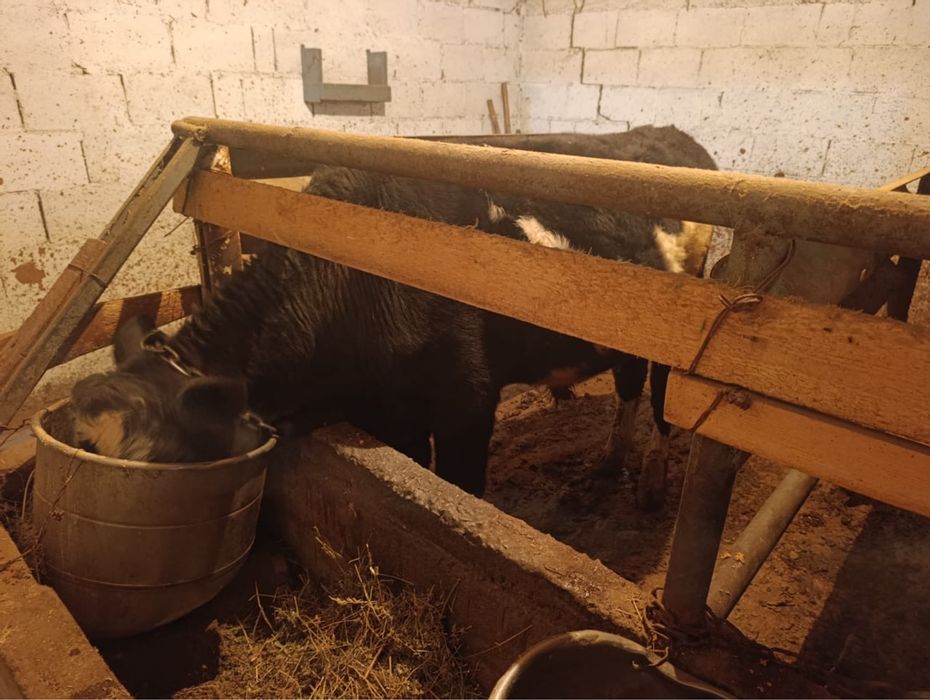 Продам бычка