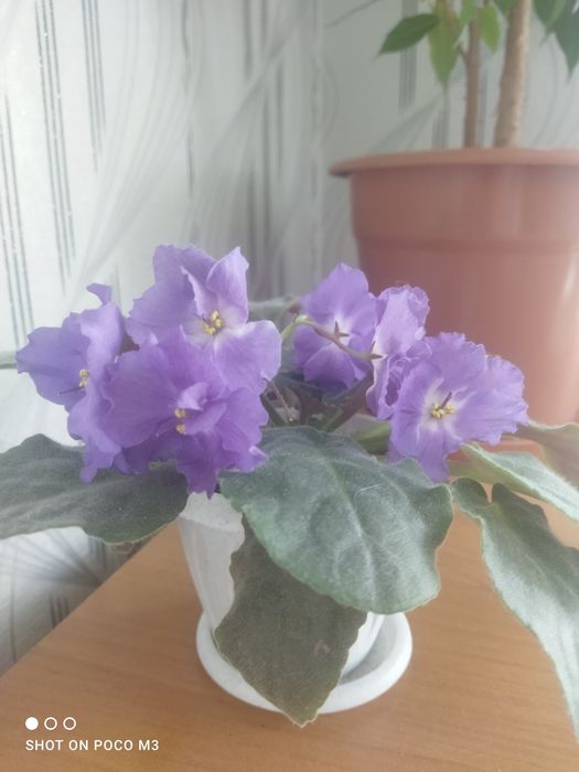 Фиалка  цветок..