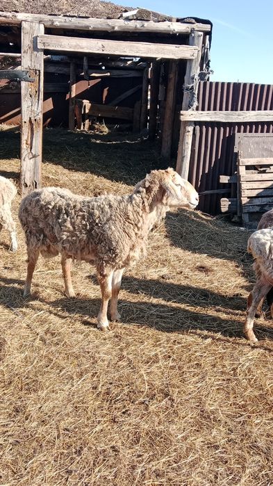 Кошкар едилбай 3-х годовалый