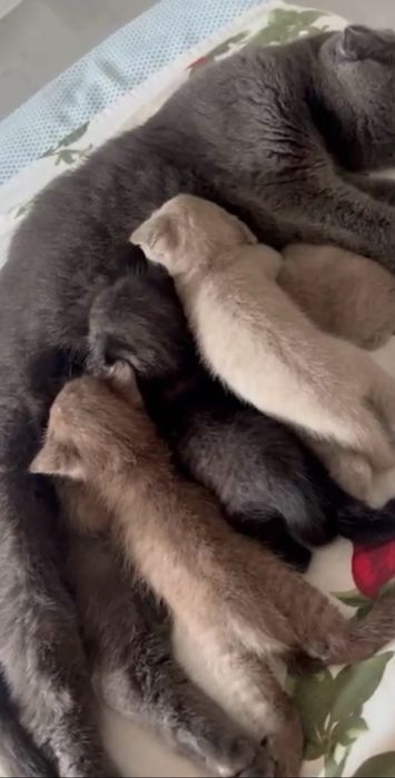 Котята британцы,редкий окрас