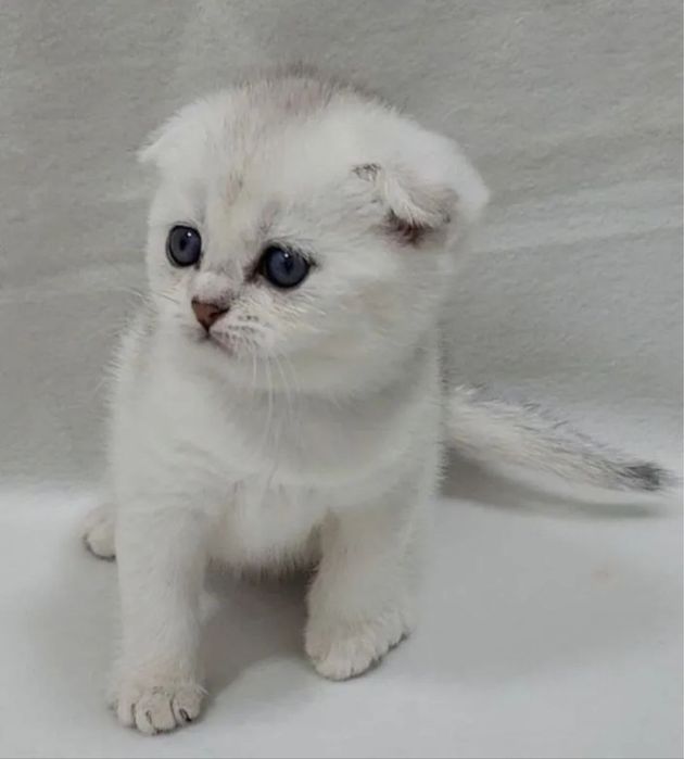 Продается шиншилла скотиш фолд