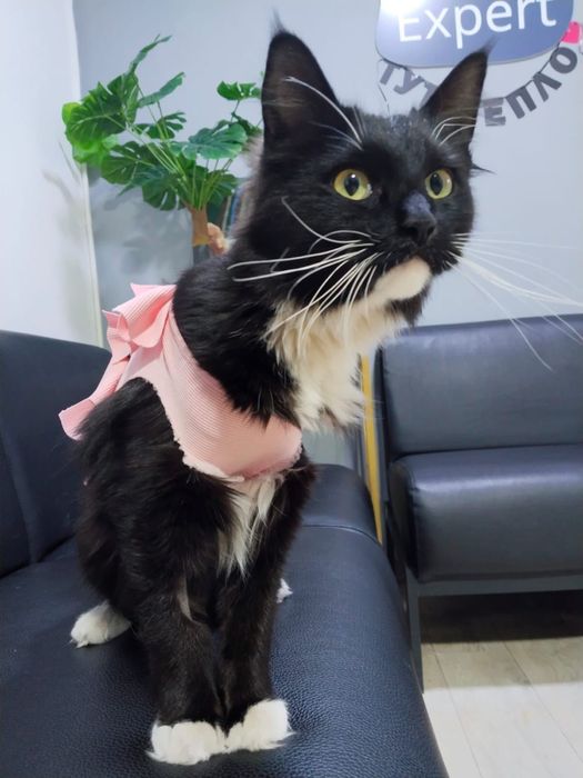 Красивущая леди кошка ищет дом!