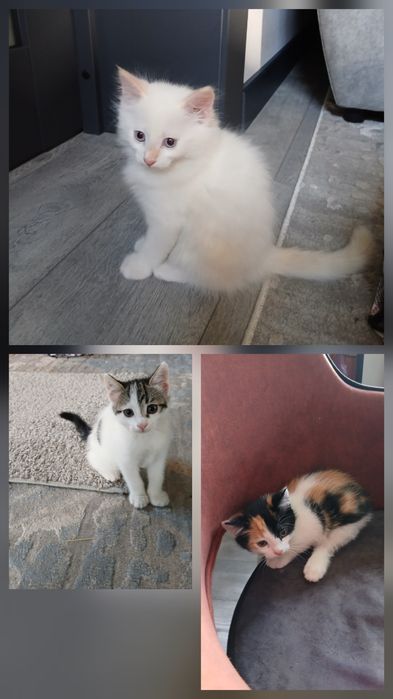 Отдам котят даром в хорошие, добрые руки