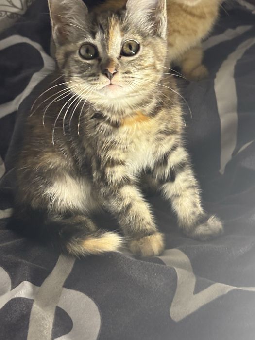 Котенок 3 месяца