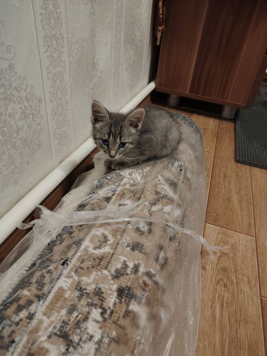 Отдам в добрые руки котят