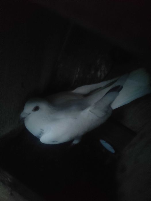 Vand porumbei voiajori