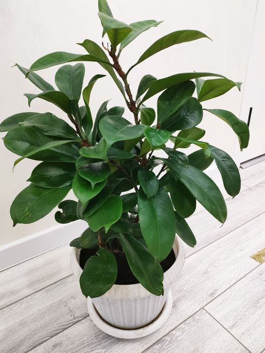 Комнатные растения. Доставка