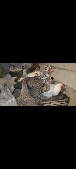 Дамашный тауыктар сатылады