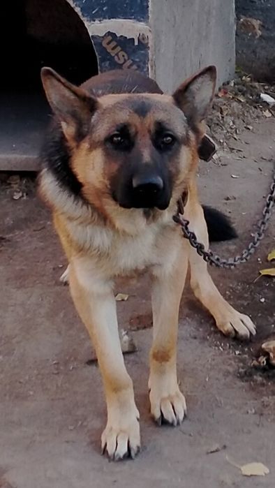 Продам немецкую овчарку