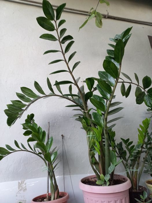 Замиокулькас. Долларовое дерево