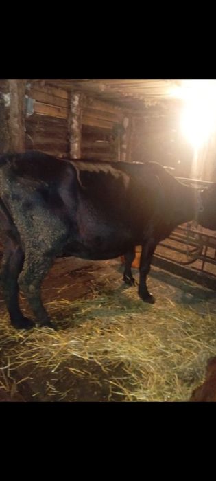 Продам корову.8 отёл
