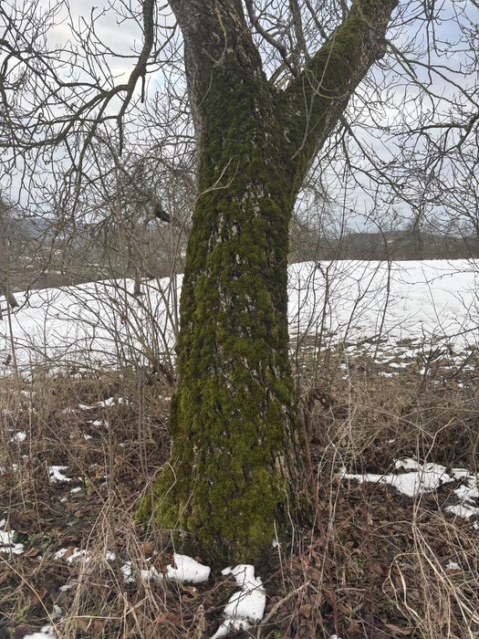 Vand doi nuci perfecti de lucru