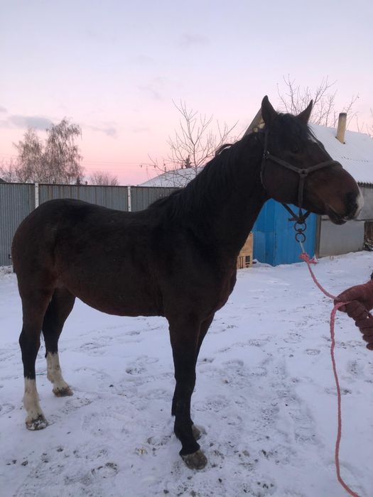 Продам айгыр( жеребец)