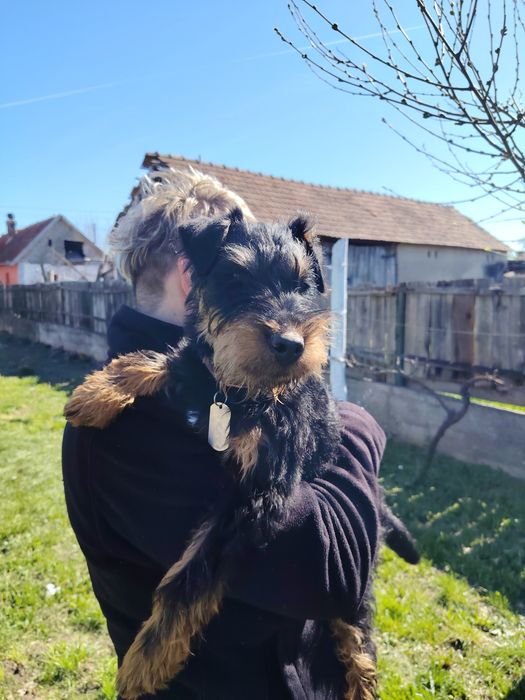 Jagd terrier de vânzare