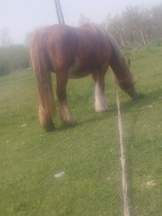 De vanzare o iapa de 7 ani gestanta de 11 luni cu acte linistita fara defecte buna la caruta