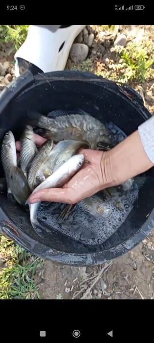 Балик чавоклари САЗАН Амур чавоклар бор келшилган нархда доставка бор