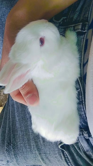 Iepurasi cap de leu pitic