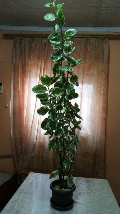 Педилантус цветок комнатный