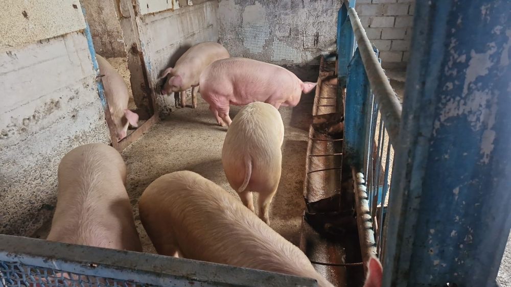 Парасята, свинья