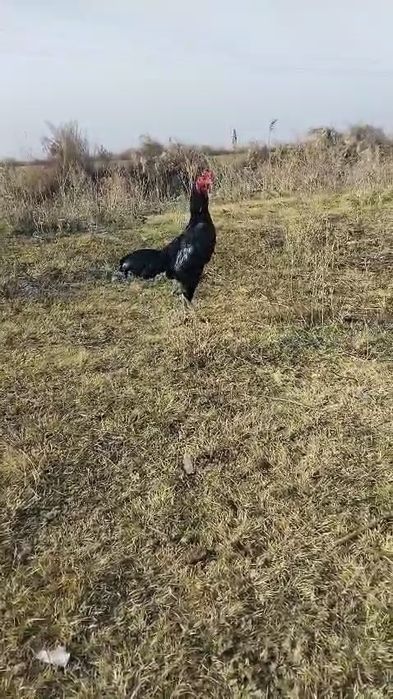 Прадам баитсовава питуха