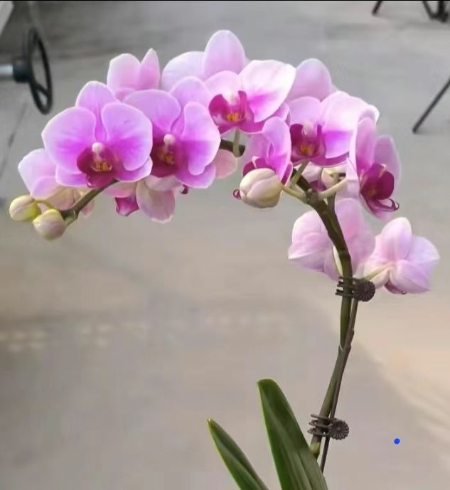 Орхидея       Орхидея