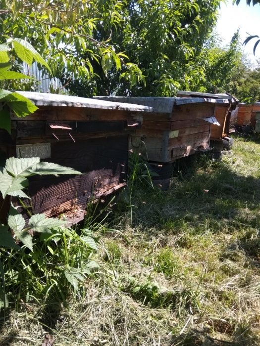 Vand roiuri,sau familii albine.