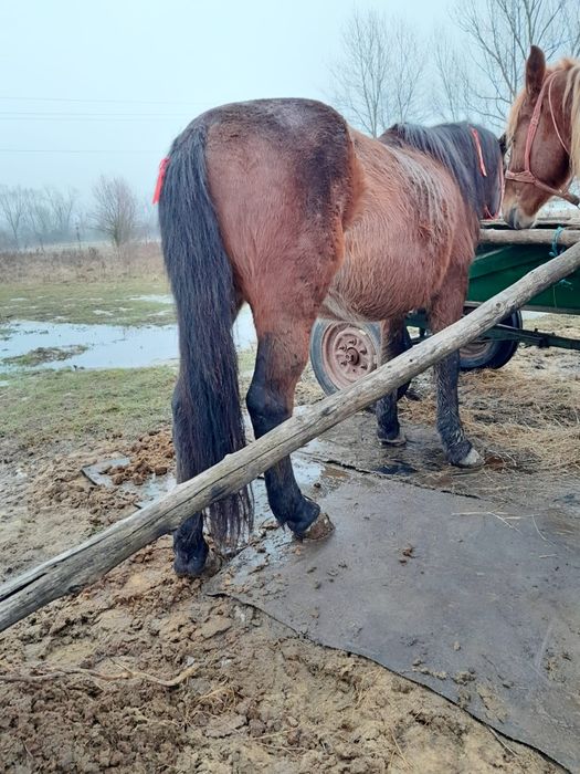 Vand cal 8 ani foarte cuminte