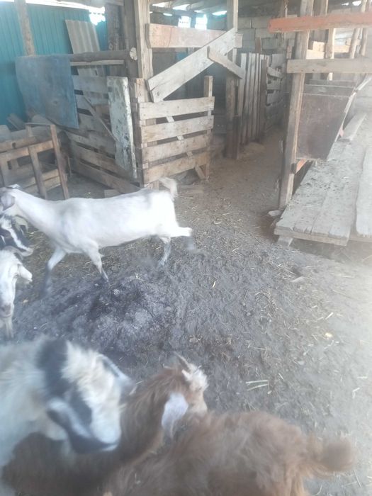 Ешкі сатылады кби