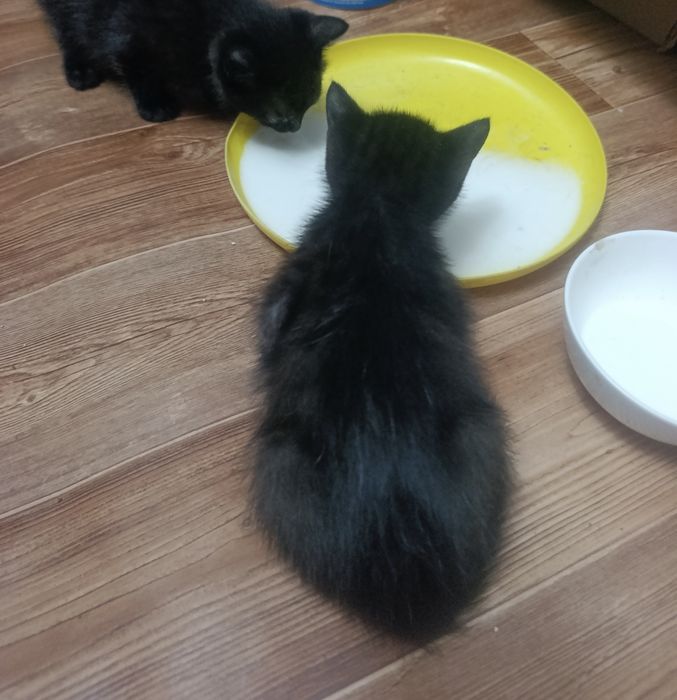 Котята от сиамской мамы