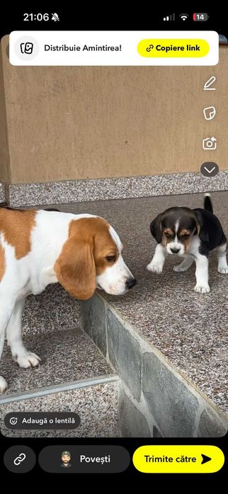 Catelus Beagle Pedigree Tricolor