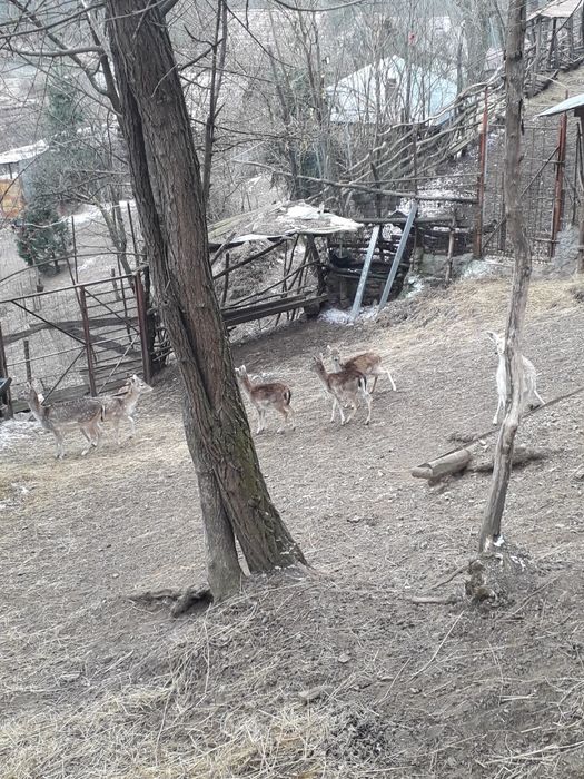 De vinzarr iezi lopătari