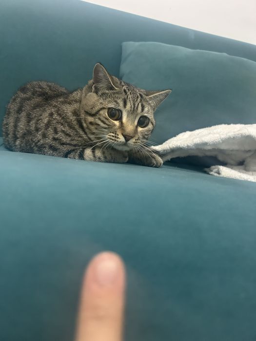 Отдам кота в добрые руки БЕСПЛАТНО