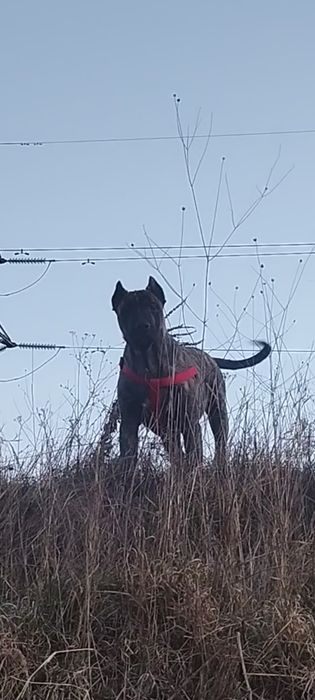 Бреса Канарио Мъж