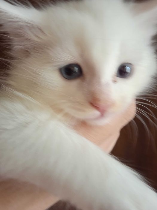Белая голубоглазая девочка турецкой ангоры, 2 месяца.