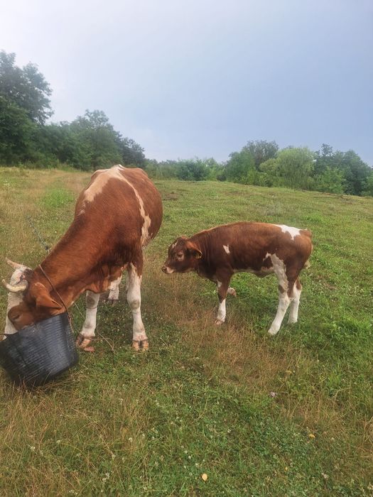 Vand vaca de rasa cu vitea