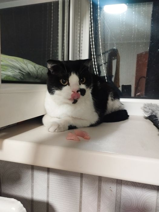 Котик полушотландец. В добрые руки