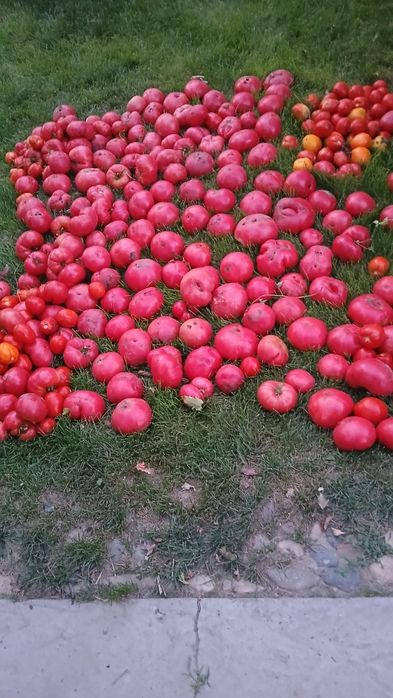 Продам помидоры по 200 тг за килограмм