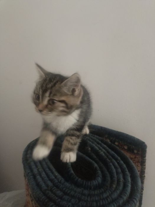 Котенок ищет любящий дом