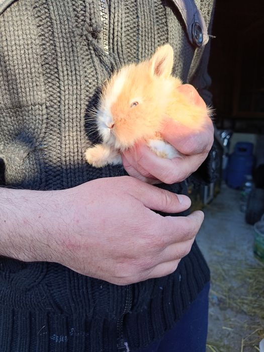 Pui de iepuri cap de leu pitic