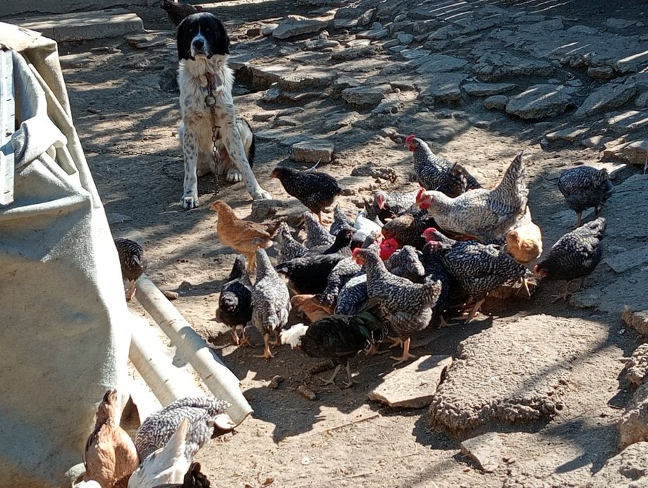 Vând cocoș de carne și ouă