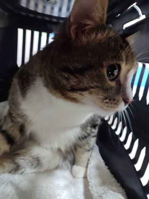 Котик в поисках дома