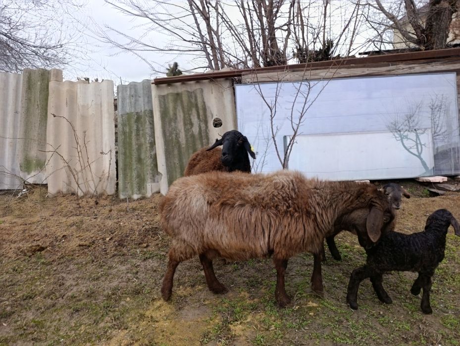 2 бас қозылы қой сатылады.