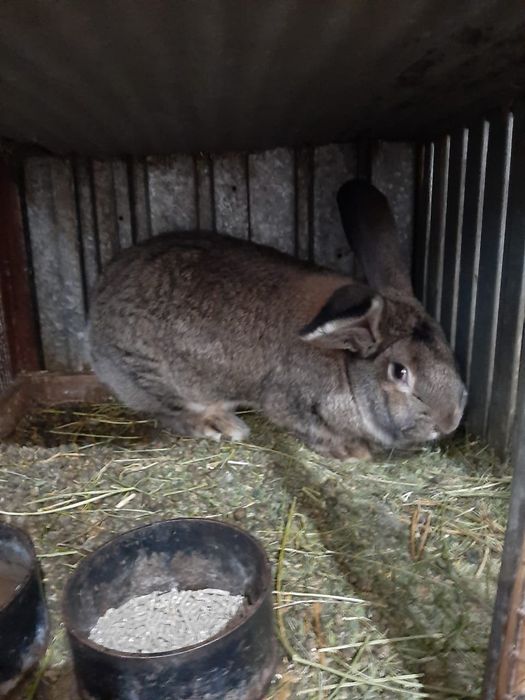 Кролики великан фландр