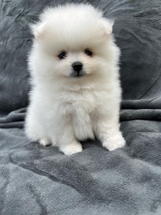 Pomeranian mini spitz