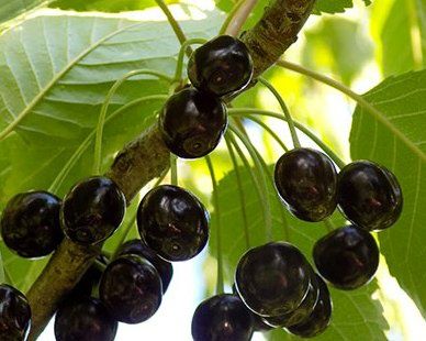 Pomi Fructiferi deosebiti  cires amar de maxut