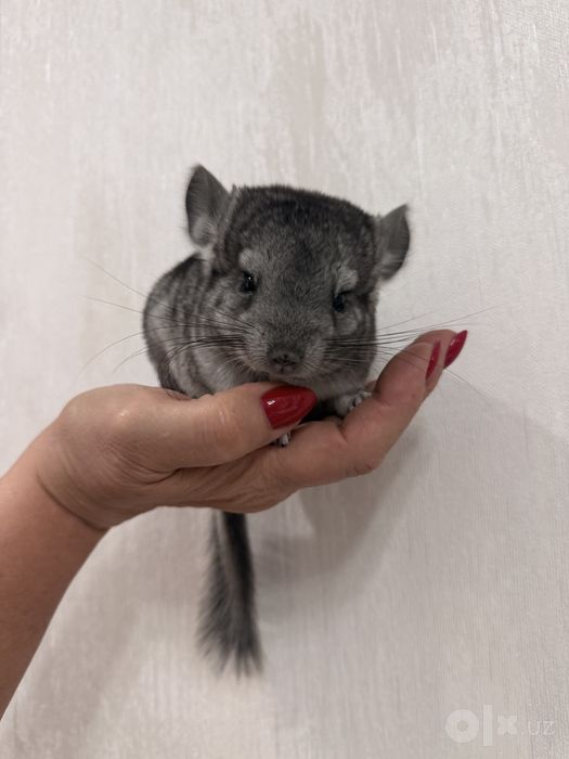 Шиншиллы Грызуны
