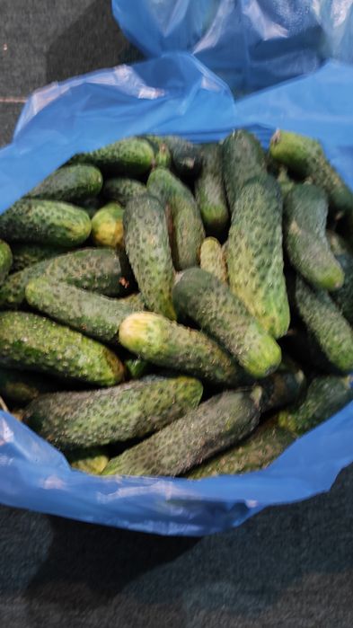 Продам огурцы свежие